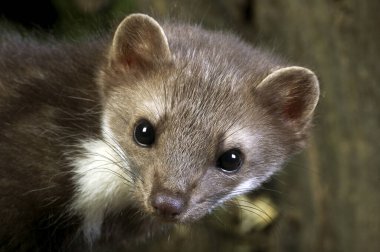 Stone Marten veya Beech Marten, martes foina, Young 'ın Portresi  