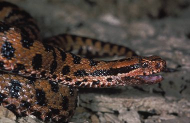 Viper, Vipera aspis, Adult with Open Mouth 'a sorun.  
