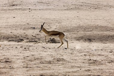 SPRINGBOK antidorcas marsupialis IN NAMIBIA  