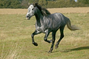 Lusitano At, Aygır Dörtnala  