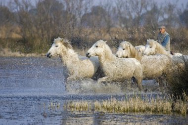 Camargue At, Herd Trotting in Swamp, Saintes Marie de la Mer in Camargue, Güney Fransa  