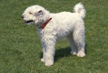 Macar Pumi Köpeği, Yetişkin Çimlerin Üzerinde Duruyor  