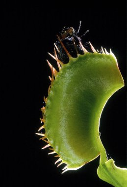 Etçil Bitki Venüs Sinek Kapanı, dionaea sp. kateting Fly  