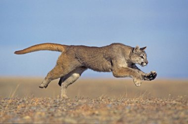 Cougar, puma concolor, Yetişkin Run, Montana  