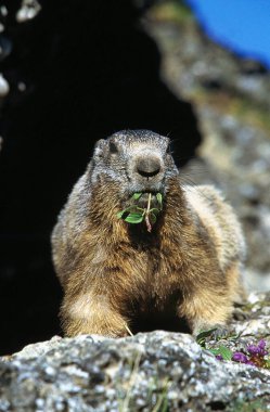 Alpine Marmot, marmota marmota, Yetişkin Yeme Tesisi, Vanoise Fransa 'nın güneydoğusunda.  
