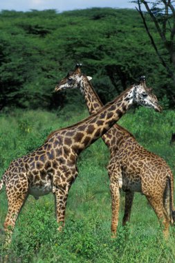 Masai Zürafa, zürafa camelopardalis tippelskirchi, Kenya Masai Mara Parkı  