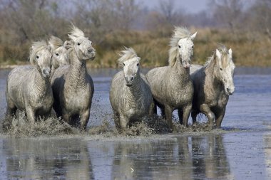 Camargue Atı, Herd Bataklıkta, Camargue Güney Fransa 'da  
