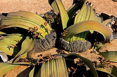 Welwitschia, welwitschia mirabilis, Living Fossil, Namib Desert in Namibia   