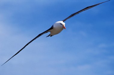 Black-Browed Albatros, diomedea  melanophris, Adult in Flight, Drake Passage in Antarctica  