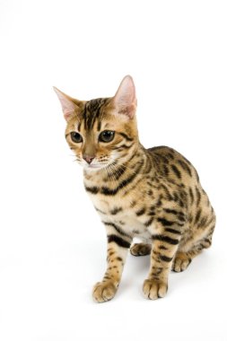 Kahverengi Bengal Bengal Evcil Kedisi, Yetişkin Beyazlara Karşı Oturuyor  