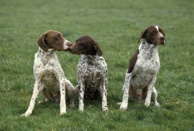 Fransız Sivri Köpek Pyrenean Tipi, Yetişkinler Çimenlerde Oturuyor   