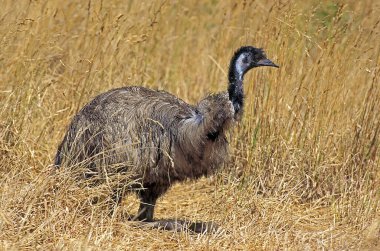 Emu, dromaius novaehollandiae, Adult Dry Grass, Avustralya 'da duruyor.  