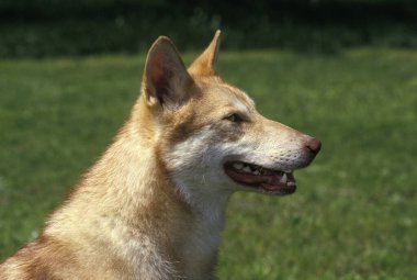Saarloos Wolfhound, Hollanda 'dan bir köpek yetiştiricisi.   