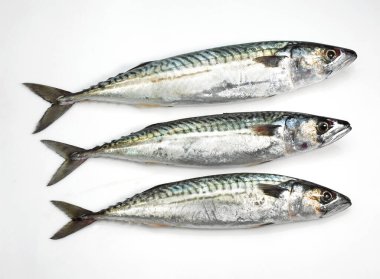 Uskumru, scomber scombrus, Taze balıklar beyaz arka plana karşı 