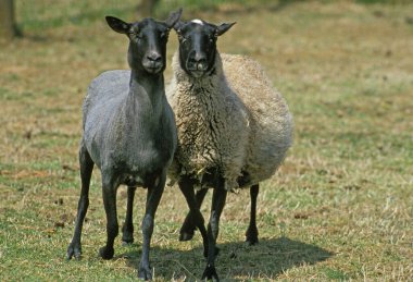 Romanov Domestic Sheep, Ewes, Breed from Russia  
