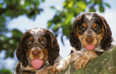 Picardy Spaniel Puppies natural background