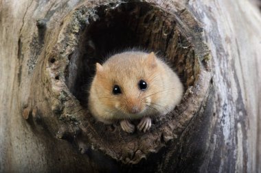 Fındık faresi, Muskardinus Avellanarius, Yetişkin Den Girişi, Normandiya  