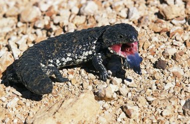 Engelli Kuyruklu Skink, tiliqua rugosa, Dilli Yetişkin Savunma Duruşu, Avustralya  