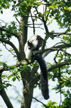 Siyah ve Beyaz Yakalı Lemur, varecia variegata, Ağacın üzerinde duran Yetişkin.  