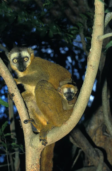 Kahverengi Lemur Eulemur Fulvus Anne Baby — Stok fotoğraf
