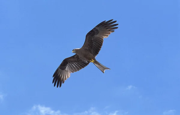 Black Kite Milvus Migrans Dorosły Locie Przeciwko Błękitnemu Niebu — Zdjęcie stockowe