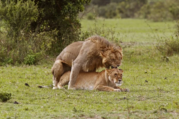 African Lion Panthera Leo Páření Párů Masai Mara Park Keni — Stock fotografie