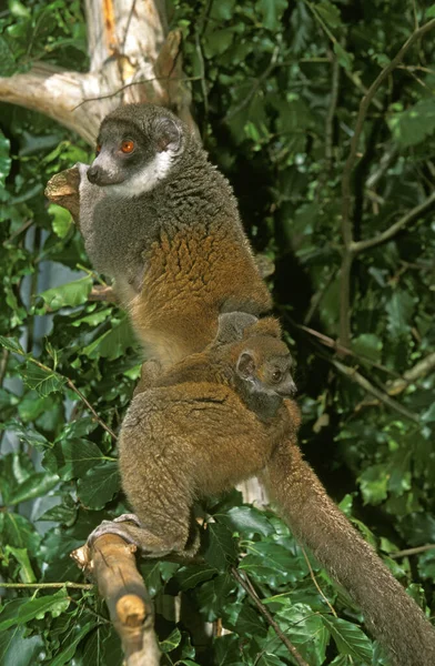 Mongoose Lemur Lemur Mongoz Mère Avec Les Jeunes — Photo