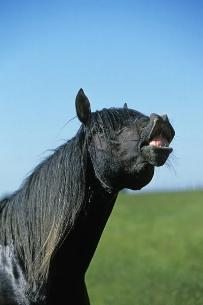 Lusitano Horse Ogier Flehmen — Zdjęcie stockowe