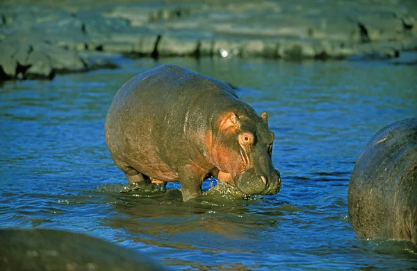 Hipopótamo Anfibio Hipopótamo Adulto Pie Río Mara Masai Mara Park —  Fotos de Stock