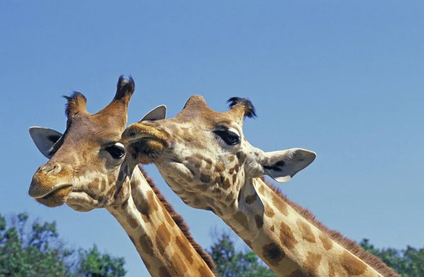 Giraffe Giraffa Camelopardalis Rothschildi Nakuru Lake Кенії — стокове фото