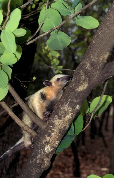 Southern Anteater Tamandua Tetradactyla Adult Standing Branche — стокове фото