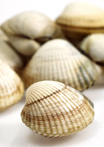 Common Cockle, cerastoderma edule, Shells against White Background