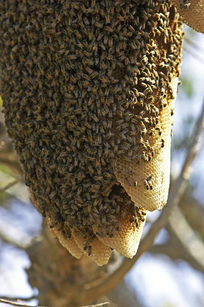 Chaud Abeille Sauvage Suspendu Une Succursale Los Lianos Venezuela — Photo