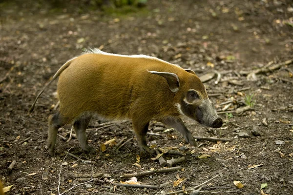 Red River Hog Bush Pig Potamochoerus Porcus Adult — Stock Photo, Image