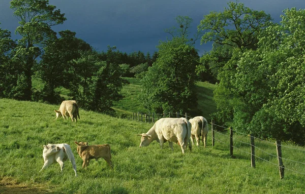 Домашний Скот Коровы Теленок Стоящие Лугу Нормандия — стоковое фото