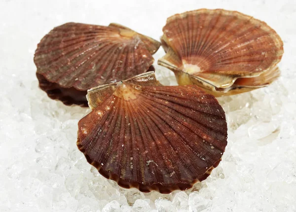 Capesante Fresche Pecten Maximus Ghiaccio — Foto Stock