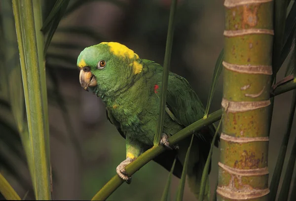 Papoušek Amazonský Amazona Auropalliata Dospělý Stojící Větvi — Stock fotografie