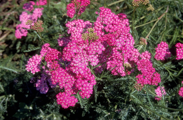 Flowering Yarrow, achillea millefolium  
