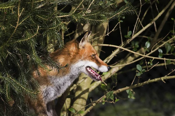 Red Fox Vulpes Vulpes Adult Emerging Forest Northy — стоковое фото