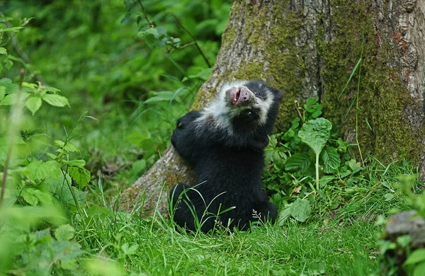 Beruang Spectacled Tremarctos Ornatus Cub — Stok Foto