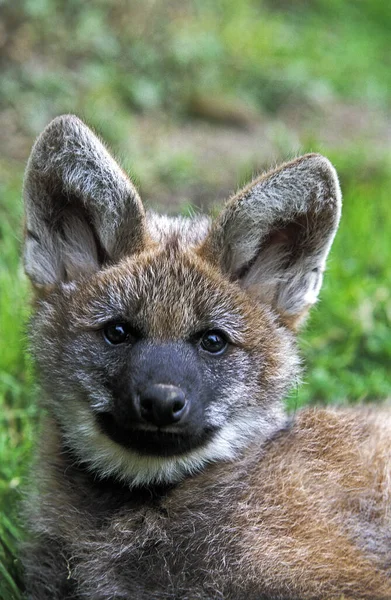 Maned Wolf Chryzocyon Brachyurus Portret Malucha — Zdjęcie stockowe