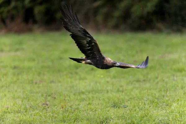 Golden Eagle Aquila Chrysaetos Adulto Voo — Fotografia de Stock