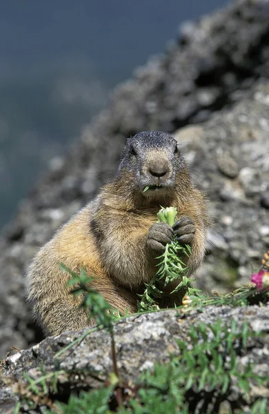 Alpine Marmot Marmota Marmota Adult Eating Plant Vanoise Sureste Francia — Foto de Stock