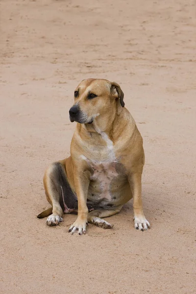 Dog Obese Namibia — Foto Stock