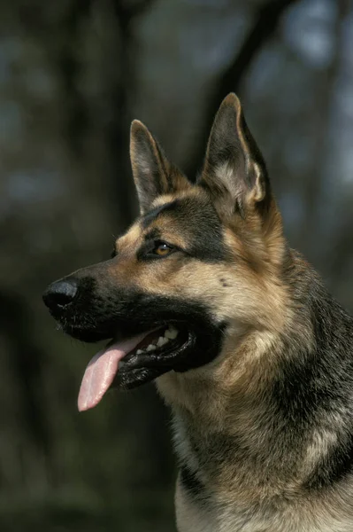 Alman Çoban Köpeği Dili Çıkarılmış Yetişkin Portresi — Stok fotoğraf