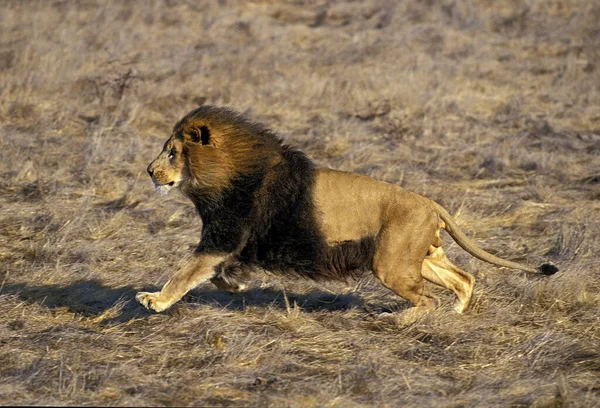 Αφρικανικό Λιοντάρι Πάνθηρα Λέο Αρσενικό Beautifful Χαίτη Τρέξιμο — Φωτογραφία Αρχείου
