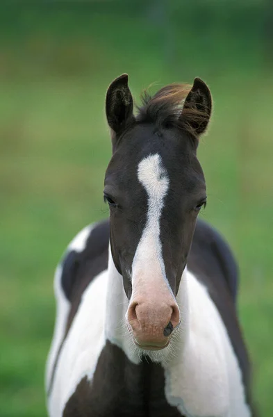 Pittura Cavallo Ritratto Puledro — Foto Stock