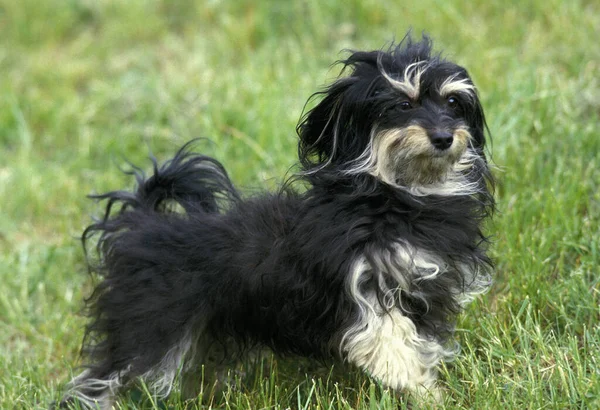 Chien Debout Sur Herbe — Photo