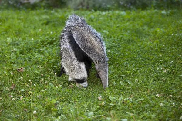 Anteater Gigante Mirmecophaga Tridactyla Joven Hembra — Foto de Stock