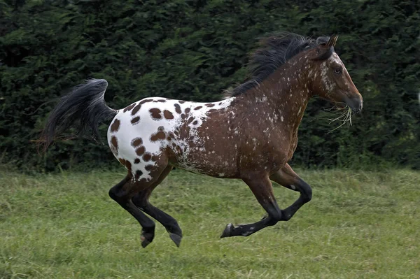 Cheval Appaloosa Galop Adulte Travers Prairie — Photo